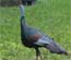 Tikal Ocellated Turkey